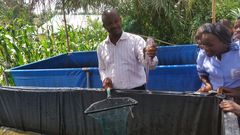 Fish Drying